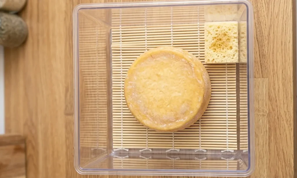 Homemade cheese wheel aging inside a plastic maturation box on a sushi mat